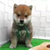 柴犬(標準サイズ)