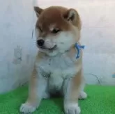 柴犬(標準サイズ)【大阪府・男の子・2025年1月13日・赤】の写真2