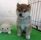 柴犬(標準サイズ)【大阪府・男の子・2025年1月13日・赤】の写真3