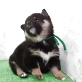 豆柴【大阪府・男の子・2025年9月25日・黒】の写真4