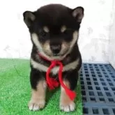 豆柴【大阪府・女の子・2025年9月25日・黒】の写真6