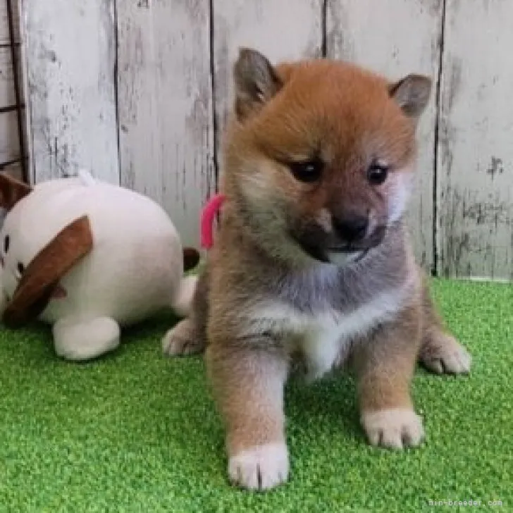 R.K 様のお迎えした子犬