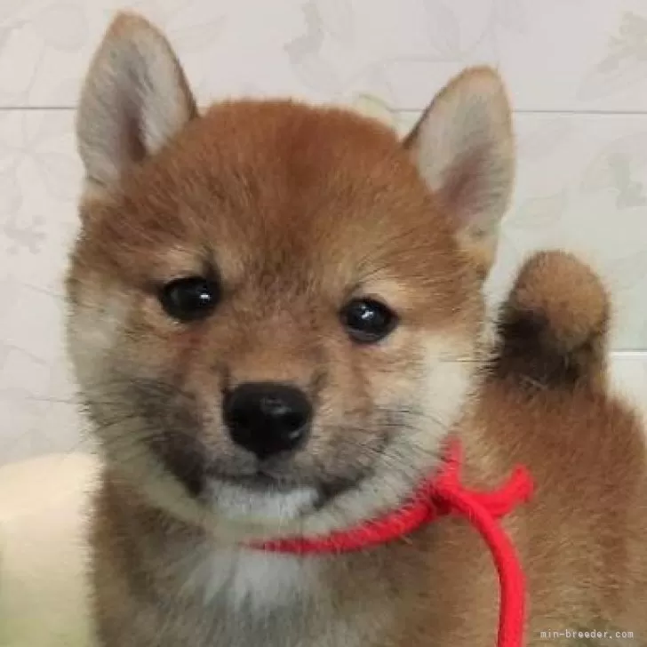 ID:2408-01805の子犬