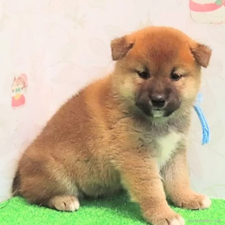 ID:2406-04715の子犬