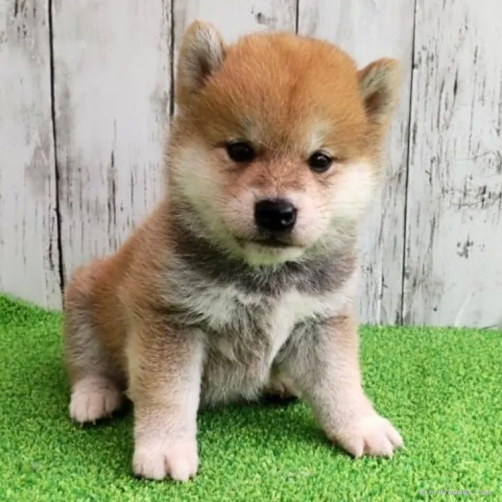 ID:2307-01062の子犬