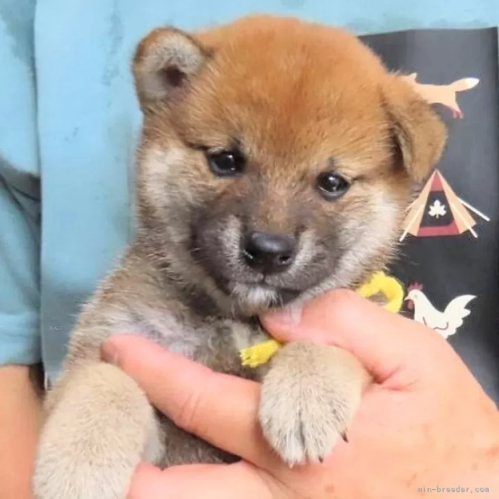 ID:2407-01188の子犬