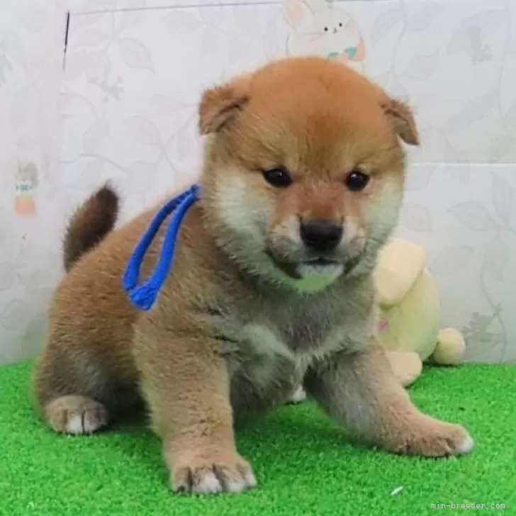 ID:2410-06000の子犬