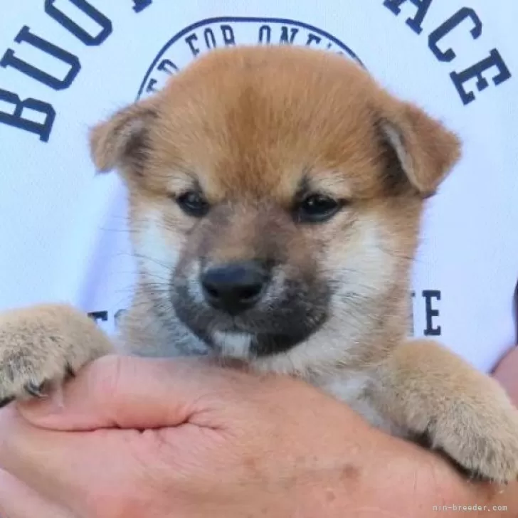 ID：2409-02162の子犬