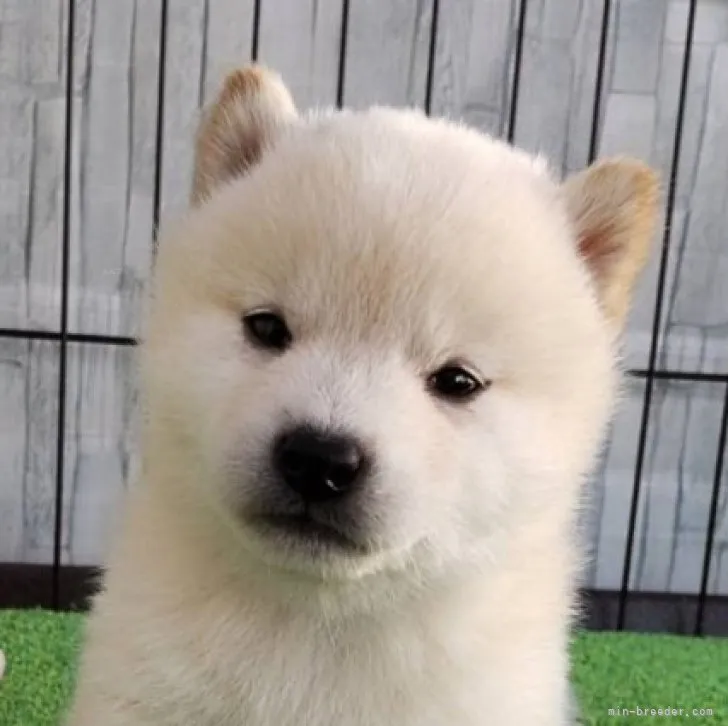 ももまろ 様のお迎えした子犬