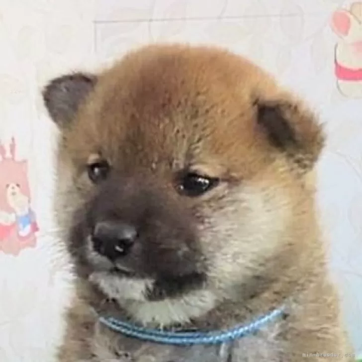 ID：2401-03475の子犬