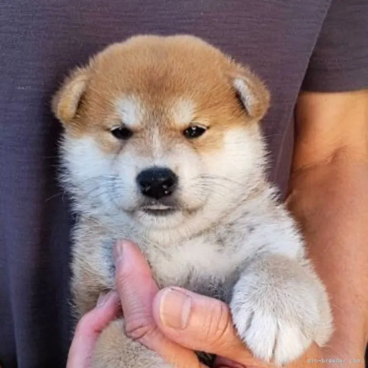 N.N 様のお迎えした子犬
