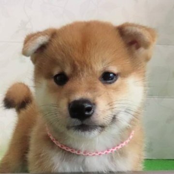 柴犬(標準サイズ)【大阪府・女の子・2024年6月25日・赤】の写真「血統優秀でハイグレードな女の子。」