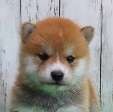 柴犬(標準サイズ)【大阪府・男の子・2023年11月1日・赤】の写真「綺麗なお顔立ちの個性豊かなイケメンです」