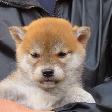 柴犬(標準サイズ)【大阪府・女の子・2023年10月1日・赤】の写真「ちょっと小振りの可愛い女の子。」