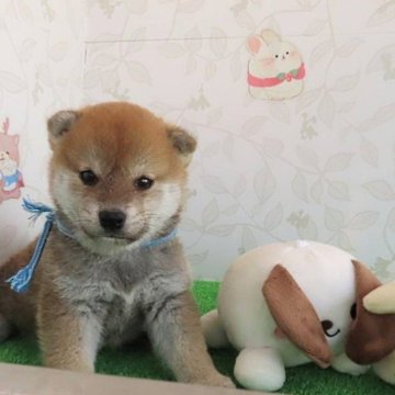 柴犬(標準サイズ)【大阪府・男の子・2024年4月26日・赤】の写真「血統優秀、ハイグレードな男の子」