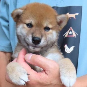 柴犬(標準サイズ)【大阪府・男の子・2024年6月13日・赤】の写真「血統優秀なハイグレードな男の子。」