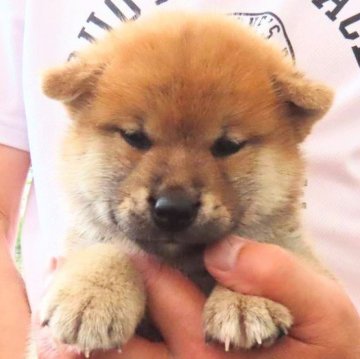 柴犬(標準サイズ)【大阪府・男の子・2024年6月4日・赤】の写真「両親ともに優秀血統。ハイグレードな男の子」