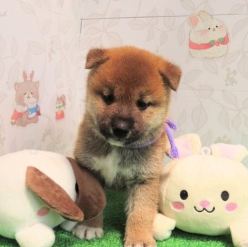 柴犬(標準サイズ)【大阪府・男の子・2024年5月17日・赤】の写真「血統優秀なハイグレードな男の子。」
