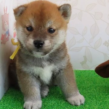 柴犬(標準サイズ)【大阪府・男の子・2024年4月26日・赤】の写真「血統優秀、綺麗な顔立ちの男の子。」