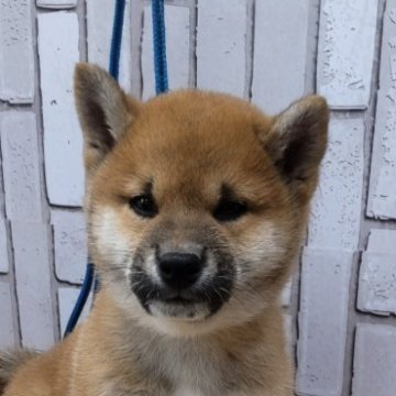 柴犬(標準サイズ)【大阪府・男の子・2023年8月30日・赤】の写真「父、紅桜号。母、名犬山竜直子。良血統です。」