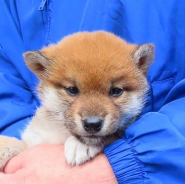 柴犬(標準サイズ)【大阪府・女の子・2023年12月5日・赤】の写真「桜神龍の娘さん。
目元の可愛い女の子。」