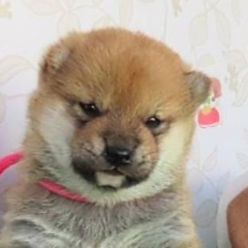 柴犬(標準サイズ)【大阪府・女の子・2023年11月26日・赤】の写真「優秀血統のハイグレードな女の子。」