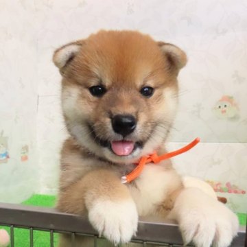柴犬(標準サイズ)【大阪府・女の子・2024年6月25日・赤】の写真「前脚がワンポイントの可愛い女の子！」