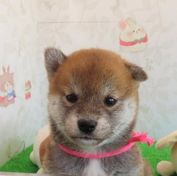 柴犬(標準サイズ)【大阪府・女の子・2024年4月26日・赤】の写真「まんまるお顔の可愛い女の子」