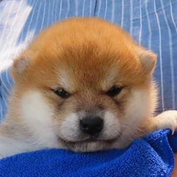柴犬(標準サイズ)【大阪府・女の子・2024年4月15日・赤】の写真「まん丸顔で気品のある綺麗でハイグレードな女の子。」