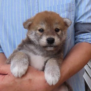 柴犬(標準サイズ)【大阪府・男の子・2024年4月26日・赤】の写真「ちょっと小ぶりな可愛い男の子」