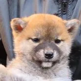 柴犬(標準サイズ)【大阪府・女の子・2023年10月1日・赤】の写真1