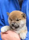 柴犬(標準サイズ)【大阪府・女の子・2023年12月10日・赤】の写真2「あなた┅誰？？」
