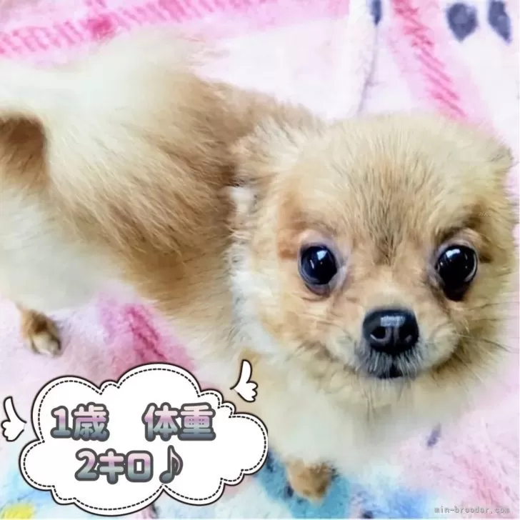 ID：2411-00479の子犬