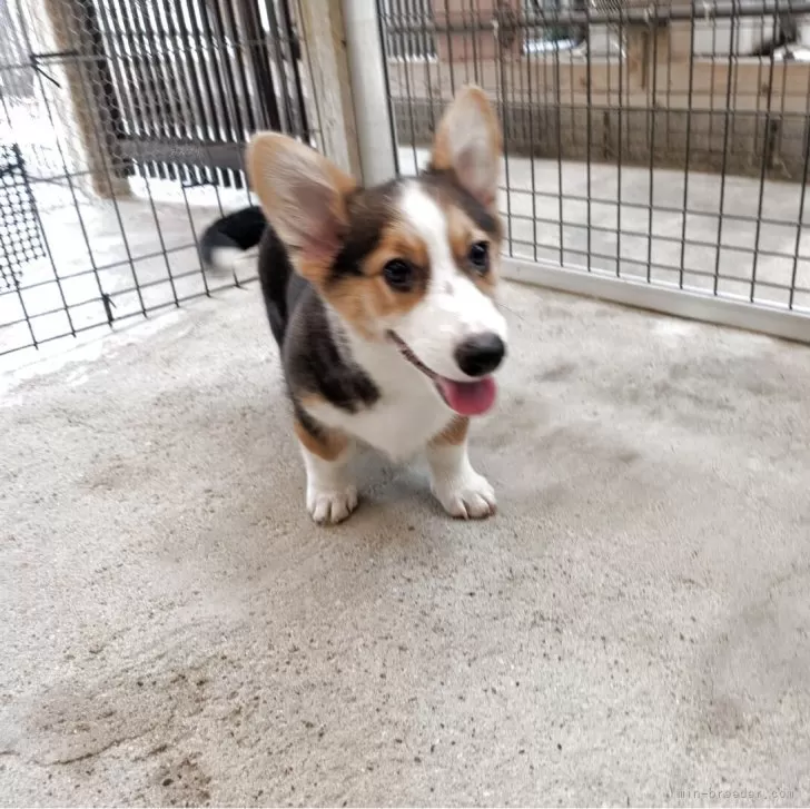 ID：2507-02291の子犬