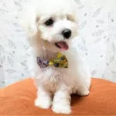 ビションフリーゼ