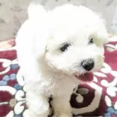 ビションフリーゼ