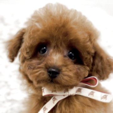 トイプードル(タイニー)【群馬県・女の子・2025年9月20日・レッド】の写真「大きなお目々がチャームポイントの可愛い女の子💕」