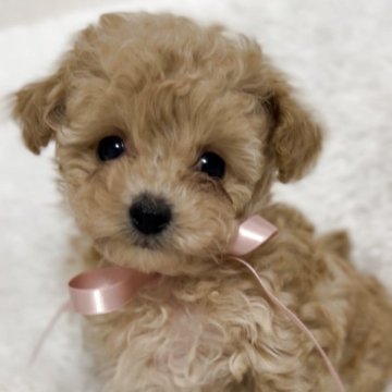 トイプードル(ティーカップ)【群馬県・女の子・2025年9月18日・アプリコット】の写真「お顔がとってもキュートなおチビちゃん💕」