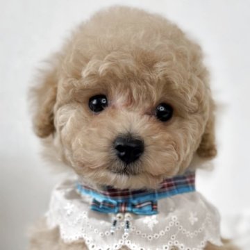 トイプードル(トイ)【群馬県・男の子・2025年9月18日・アプリコット】の写真「カプチーノみたいなモフモフちゃん❗️」