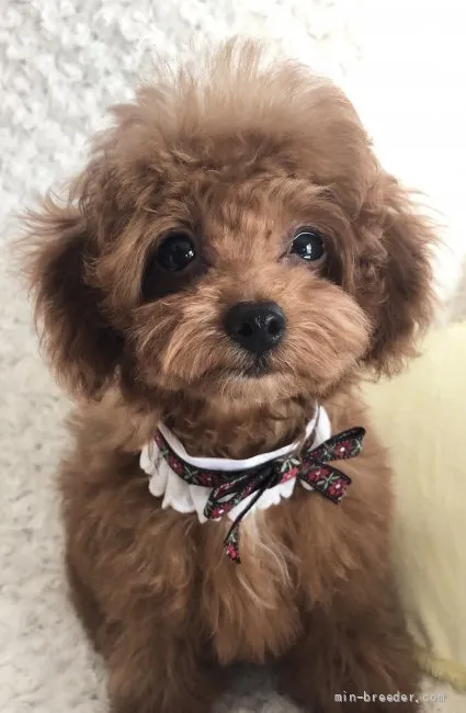 ID:2110-03677の子犬