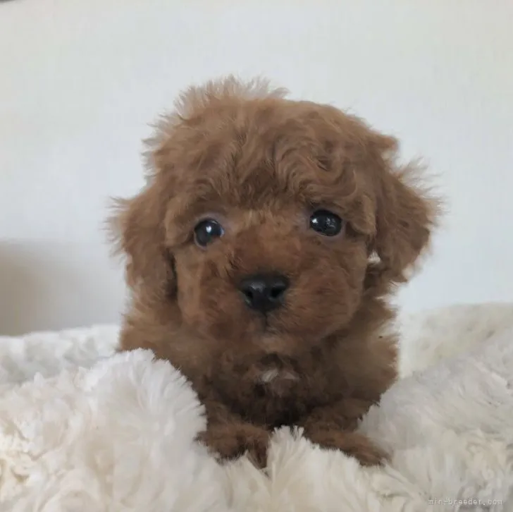 ID:2302-01065の子犬