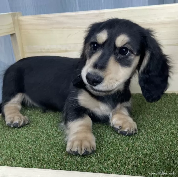 ID:2501-04559の子犬