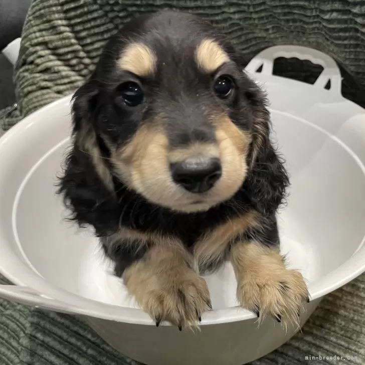 ID:2411-04718の子犬