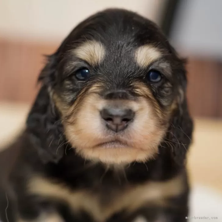 ミニチュアダックスフンド(ロング)【滋賀県・男の子・2025年10月17日・ブラック&amp;イエロー】の写真1