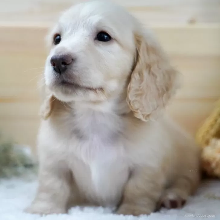ID:2504-01002の子犬