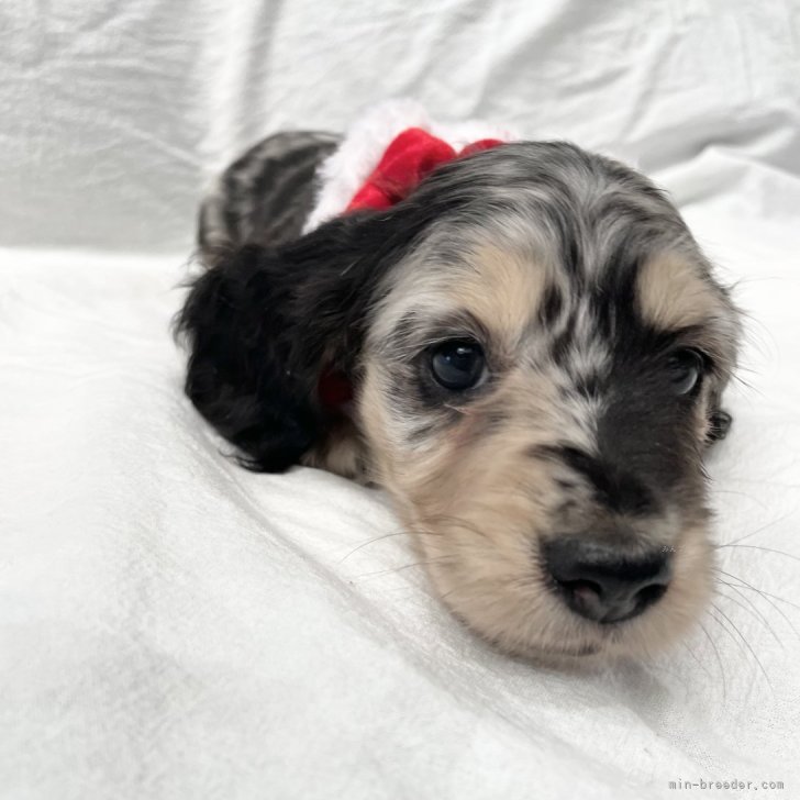 ショコラ 様のお迎えした子犬