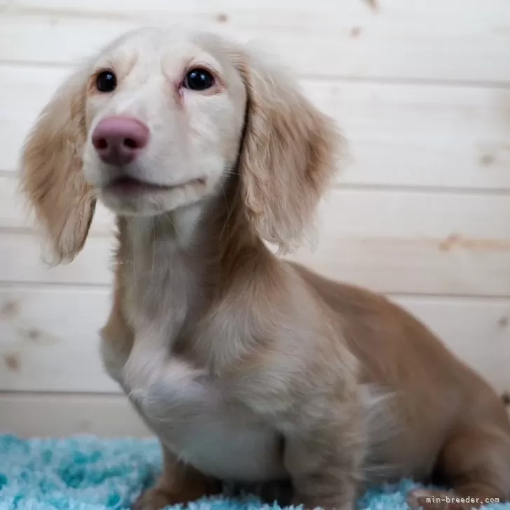 Y 様のお迎えした子犬