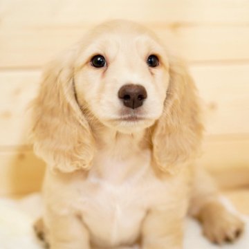 ミニチュアダックスフンド(ロング)【滋賀県・女の子・2025年9月12日・イエロー】の写真「顔立ちがとても綺麗な女の子👩🏼💕」