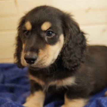 ミニチュアダックスフンド(ロング)【滋賀県・男の子・2025年9月12日・ブラック&イエロー】の写真「可愛い男の子💙」