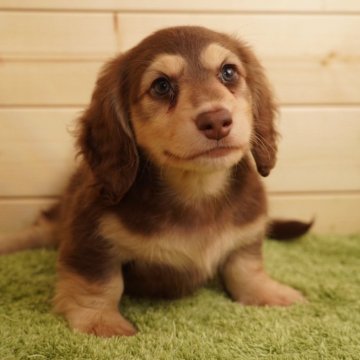 ミニチュアダックスフンド(ロング)【滋賀県・男の子・2025年9月10日・チョコレート&イエロー】の写真「可愛いお顔の男の子👶🏻‪‪🤎」